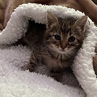 Adopții pisici!