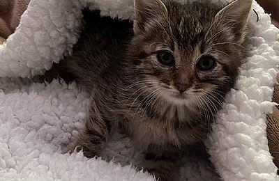 Adopții pisici!