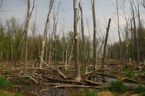 Cel mai bun utilaj pentru taierea copacilor (VIDEO)