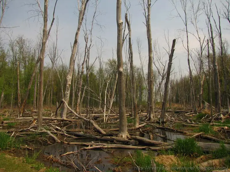 Cel mai bun utilaj pentru taierea copacilor (VIDEO)