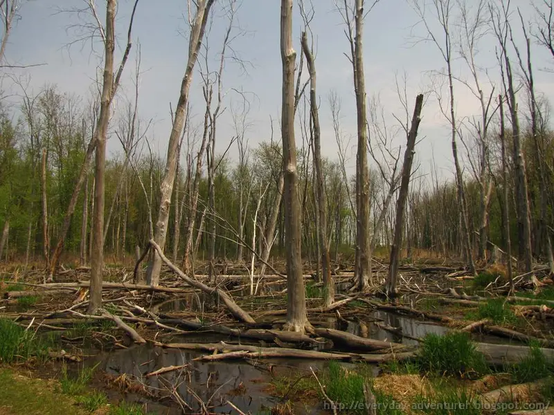 Cel mai bun utilaj pentru taierea copacilor (VIDEO)