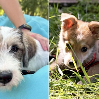 Adopții ASPA: Căței Minunați Își Caută Cămin la Evenimentele din București în Mai și Iunie!