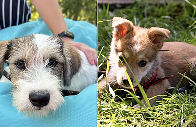 Adopții ASPA: Căței Minunați Își Caută Cămin la Evenimentele din București în Mai și Iunie!