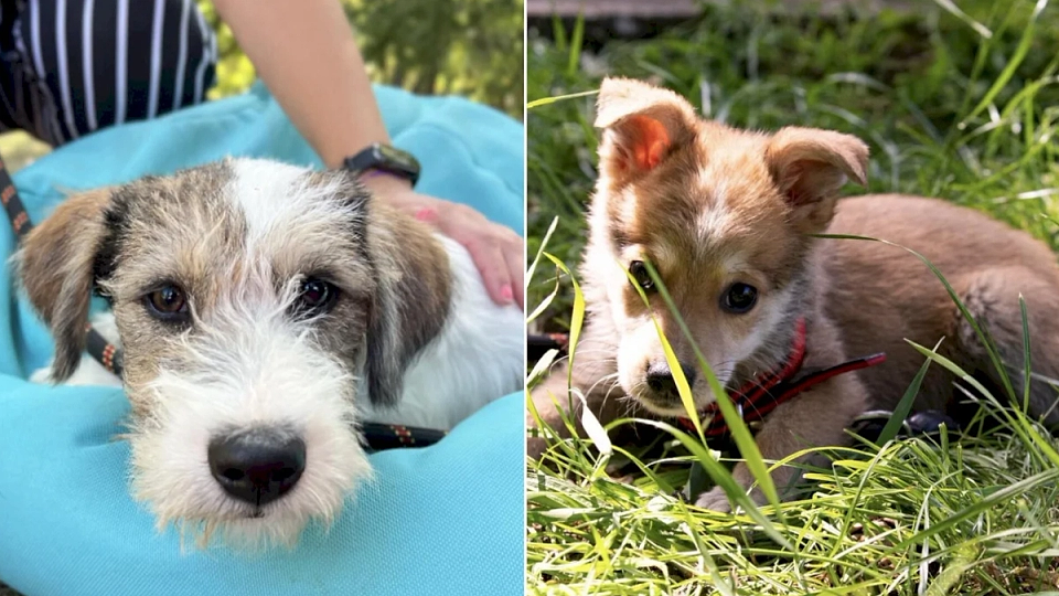 Adopții ASPA: Căței Minunați Își Caută Cămin la Evenimentele din București în Mai și Iunie!