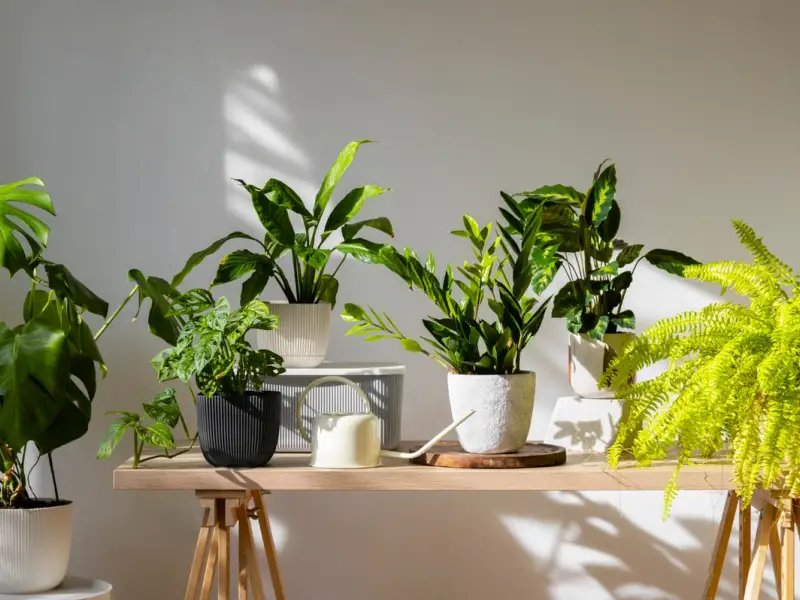 Integrarea plantelor de interior în designul locuinței