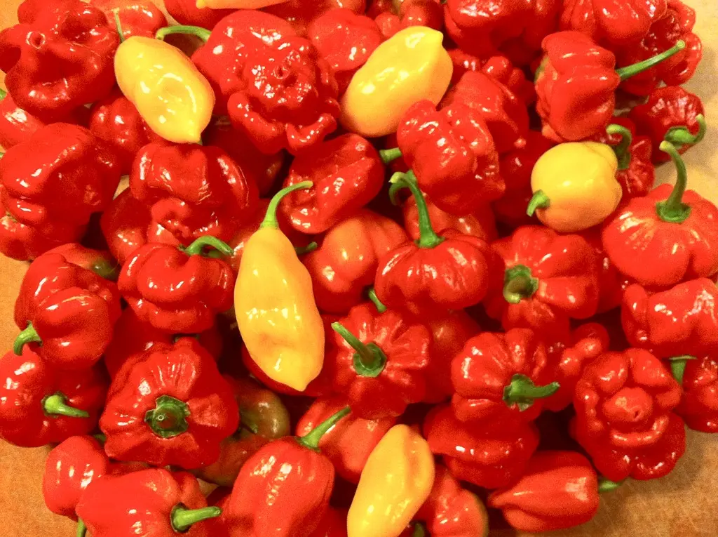 TUTORIAL: Cum se planteaza ardeii iuti si ardeii dulci? (VIDEO)