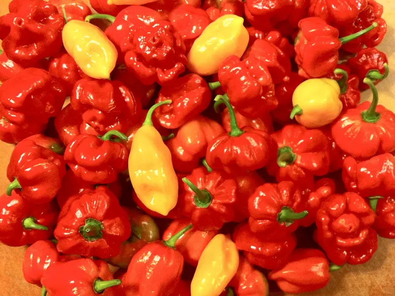 TUTORIAL: Cum se planteaza ardeii iuti si ardeii dulci? (VIDEO)