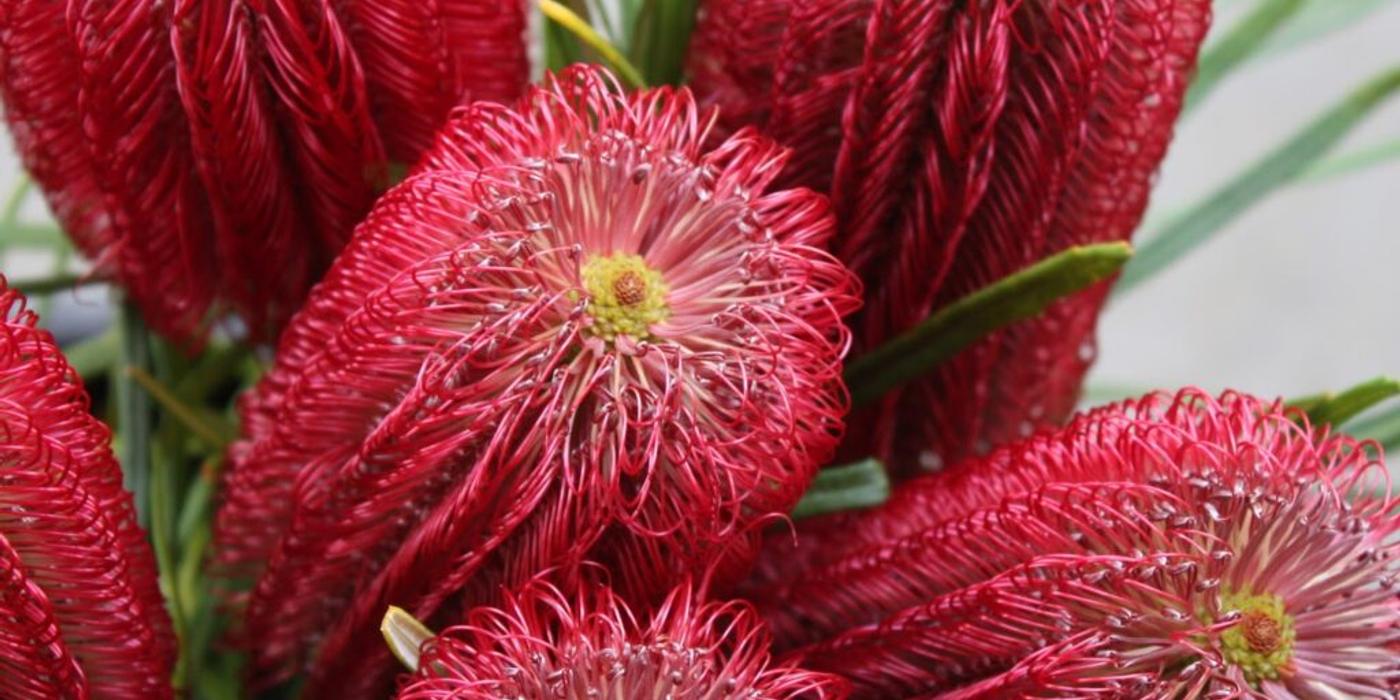 Banksia occidentalis, o frumuseţe australiană