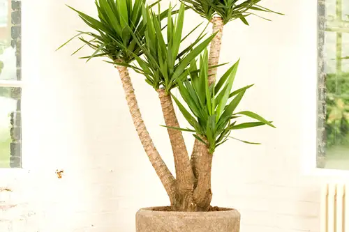 Cum se planteaza si cum se creste Yucca?