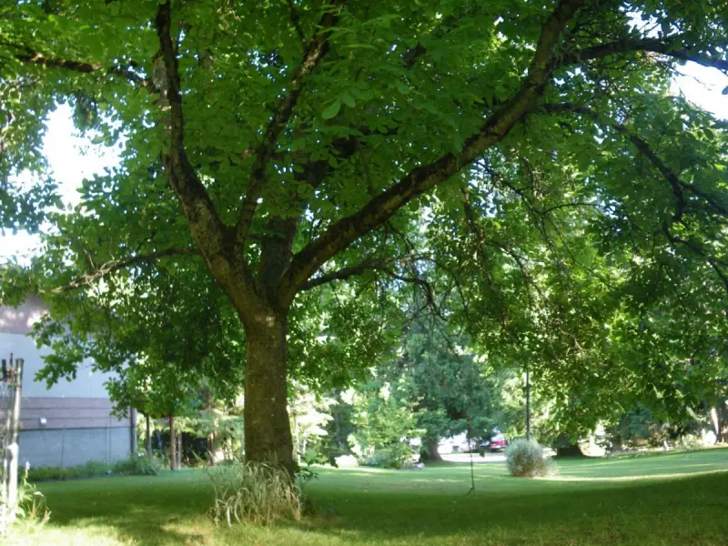 TUTORIAL: Cum sa plantezi un nuc de la stadiul de samanta? (VIDEO)