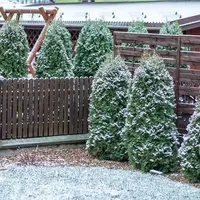 Top 15 trucuri privind îngrijirea brazilor din curte iarna