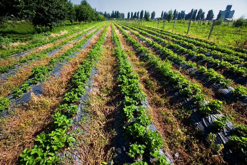 Mulcirea – o activitate necesara in orice gradina