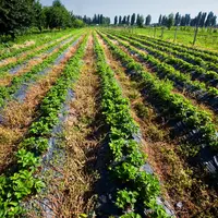 Mulcirea – o activitate necesara in orice gradina