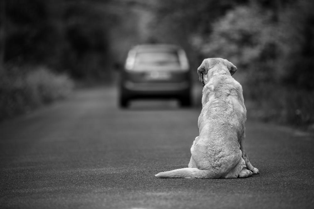 Amendă uriașă pentru o femeie care și-a abandonat câinele bolnav într-un șanț
