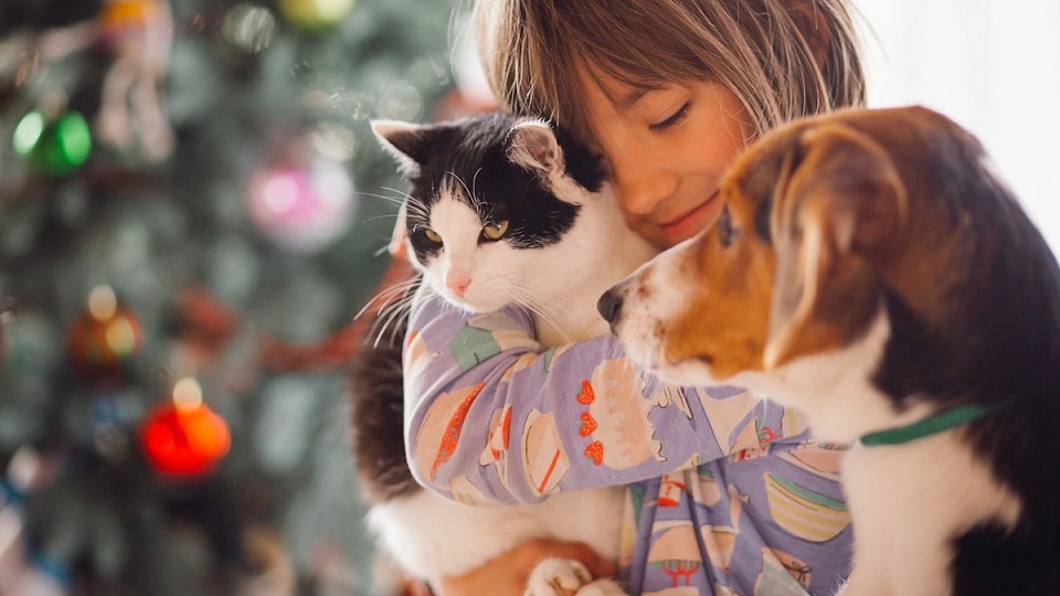 Pisicuțe și căței își caută o familie în acest weekend. Târg de adopții ASPA în Parcul Herăstrău, cu zeci de blănoși gata să fie iubiți
