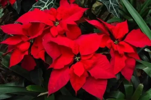 Cum sa ingrijesti corect craciunita