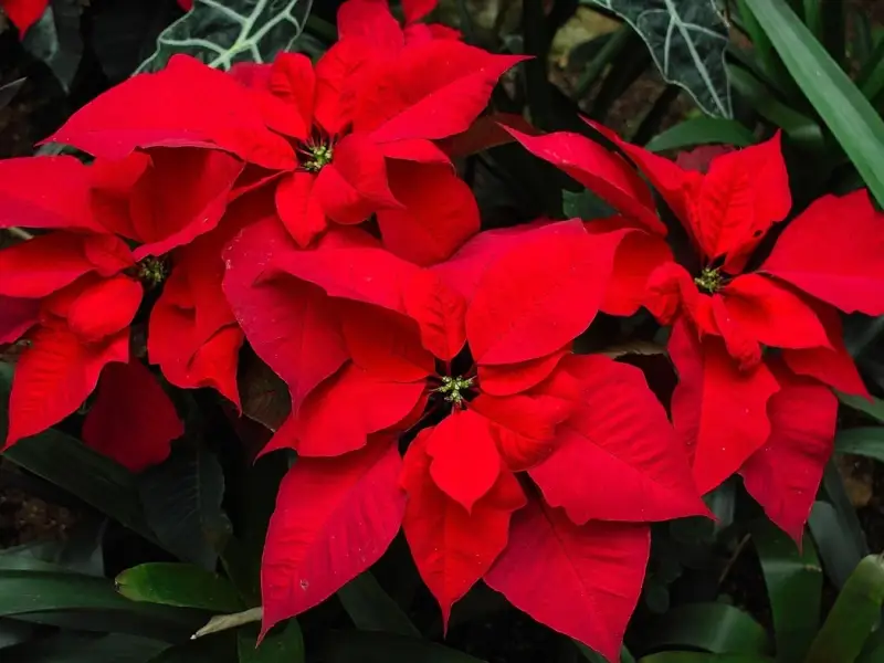 Cum sa ingrijesti corect craciunita