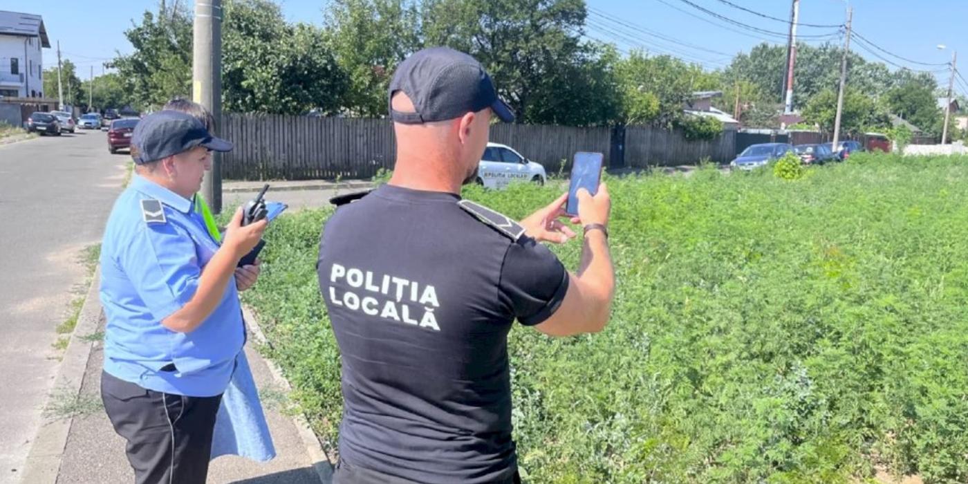 Atenție! Persoanele care dețin un teren în Sectorul 6 și nu îl curăță de ambrozie riscă să primească amenzi
