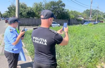 Atenție! Persoanele care dețin un teren în Sectorul 6 și nu îl curăță de ambrozie riscă să primească amenzi