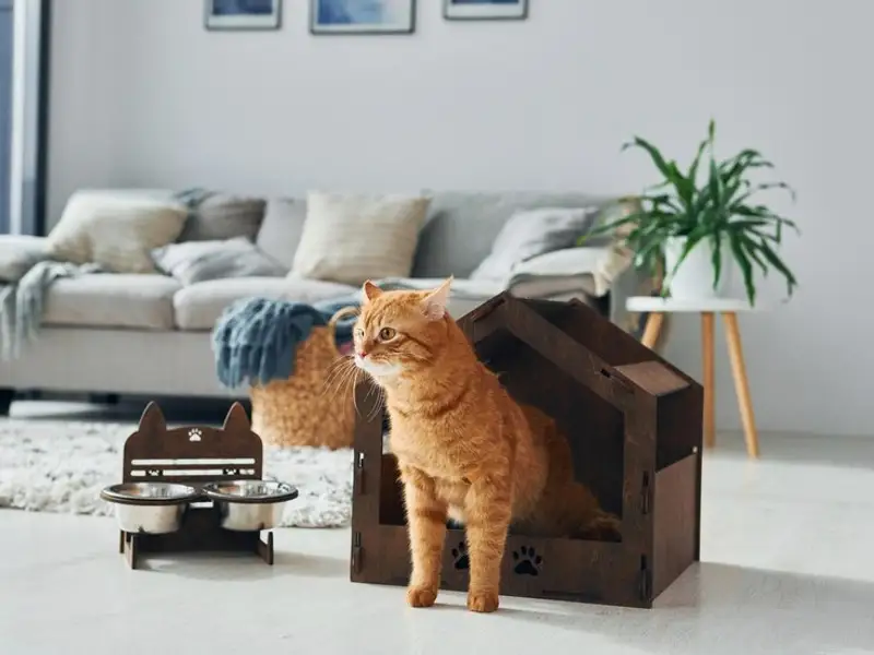 Cum să-ți amenajezi apartamentul cu o cameră dacă urmează să-ți iei o pisică