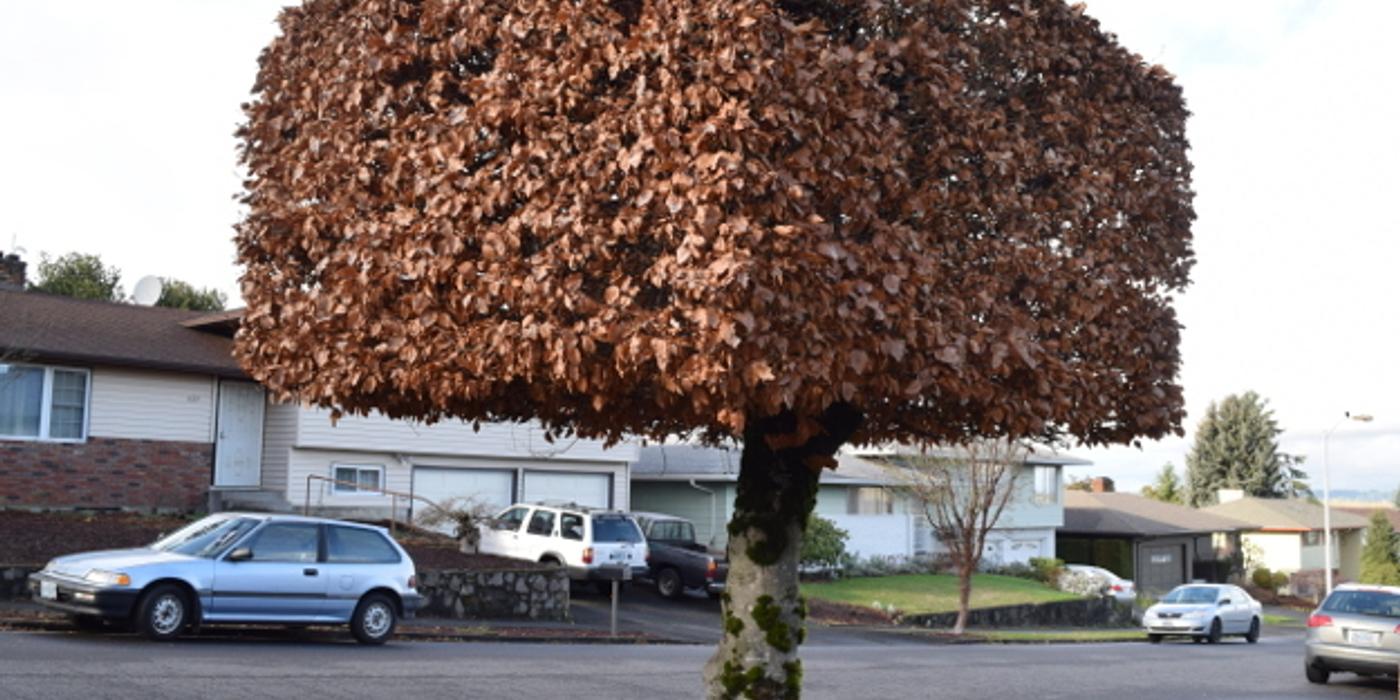 Tehnică specială de toaletare a arborilor, folosită în premieră la Sibiu / Coroana va avea o anumită formă dreptunghiulară, pentru a fi departe de reţelele de utilităţi aeriene şi faţă de fronturile caselor – FOTO