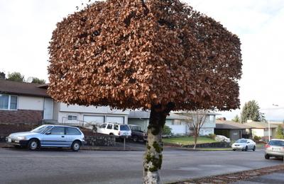 Tehnică specială de toaletare a arborilor, folosită în premieră la Sibiu / Coroana va avea o anumită formă dreptunghiulară, pentru a fi departe de reţelele de utilităţi aeriene şi faţă de fronturile caselor – FOTO