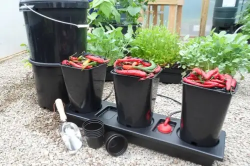 Principalii daunatori din gradina ta