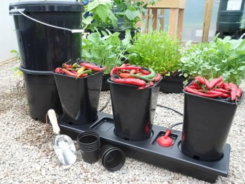 Principalii daunatori din gradina ta