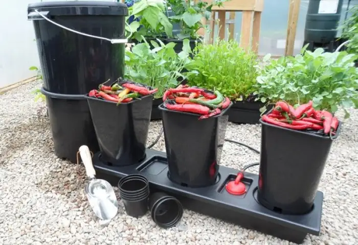 Principalii daunatori din gradina ta