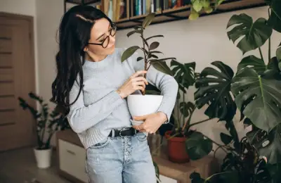 Indoor Plants: Enhancing Aesthetics, Purifying Air, and Creating a Relaxing Atmosphere