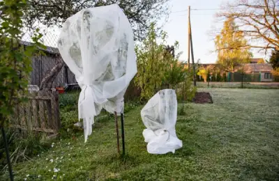 Protecting Fruit Trees During Winter: Useful Tips