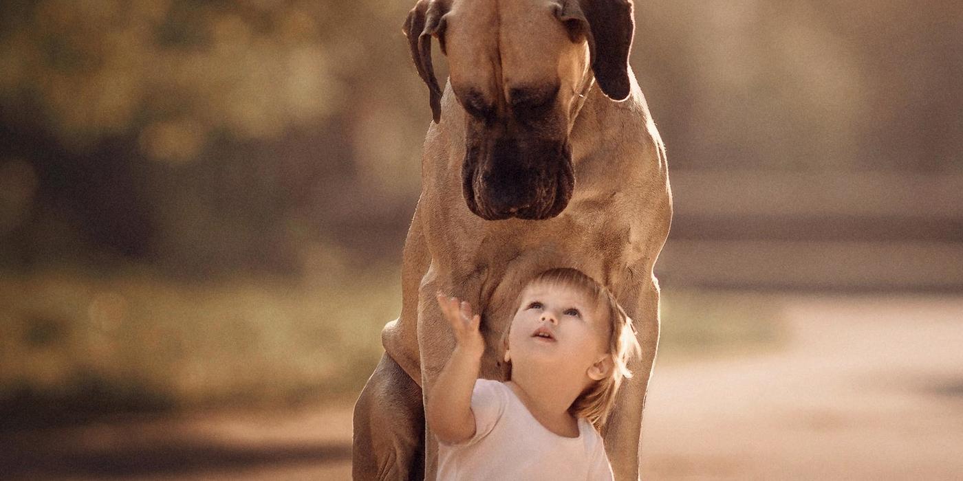 3 Motive pentru care sa fii cu incredre stapanul unui animal de companie