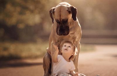 3 Motive pentru care sa fii cu incredre stapanul unui animal de companie