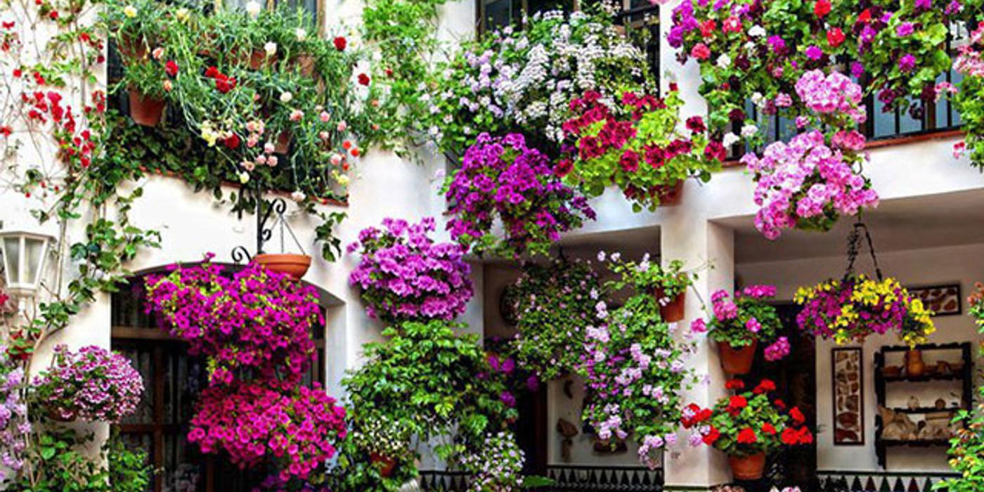 10 flori de balcon de primăvară – cum să le alegi pe cele potrivite