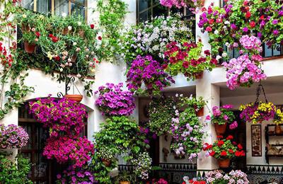 10 flori de balcon de primăvară – cum să le alegi pe cele potrivite