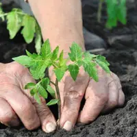 Calendarul lucrărilor de grădinărit: ce trebuie făcut în fiecare lună