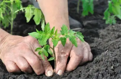 The Gardening Calendar: What To Do Each Month