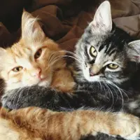 Dragostea noastră pentru pisici și apartamentul care devine „acasă” împreună cu ele