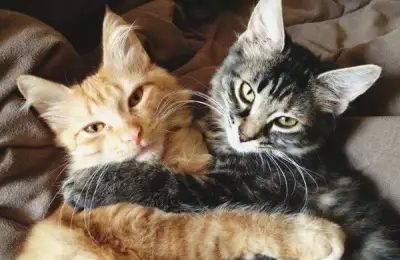 Dragostea noastră pentru pisici și apartamentul care devine „acasă” împreună cu ele