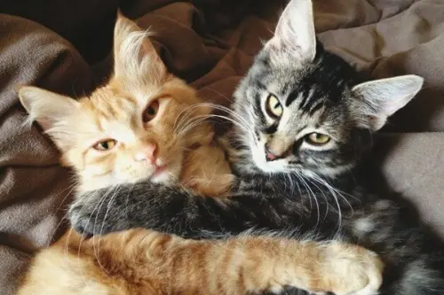 Dragostea noastră pentru pisici și apartamentul care devine „acasă” împreună cu ele