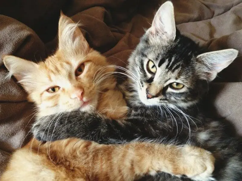 Dragostea noastră pentru pisici și apartamentul care devine „acasă” împreună cu ele