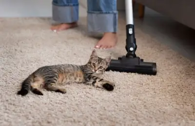 Top 6 Solutions for Removing Cat Hair from Carpets