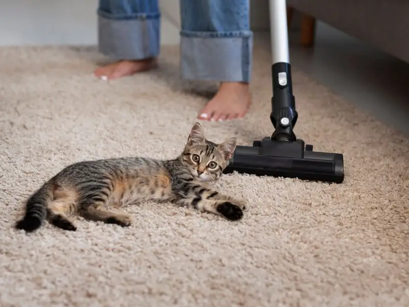 Top 6 soluții pentru eliminarea părului de pisică de pe covor