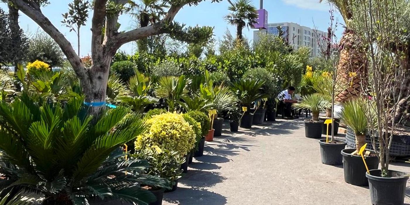 Primăvara prinde viață la VIVO! Constanța: Tot ce trebuie să știi despre ediția din acest an a „Pieței de Flori”