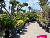 Primăvara prinde viață la VIVO! Constanța: Tot ce trebuie să știi despre ediția din acest an a „Pieței de Flori”