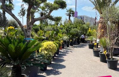 Primăvara prinde viață la VIVO! Constanța: Tot ce trebuie să știi despre ediția din acest an a „Pieței de Flori”