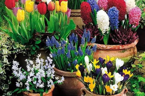 Aroma primaverii in casa ta