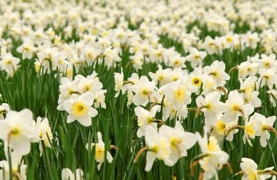 Rezervațiile de narcise, comori parfumate ale României. Vezi unde natura se împletește cu tradiția