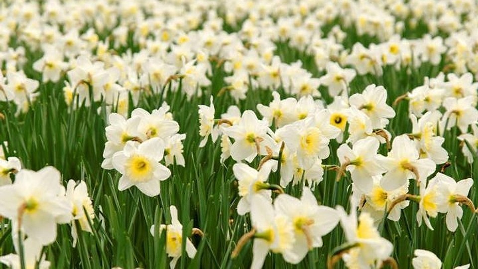 Rezervațiile de narcise, comori parfumate ale României. Vezi unde natura se împletește cu tradiția