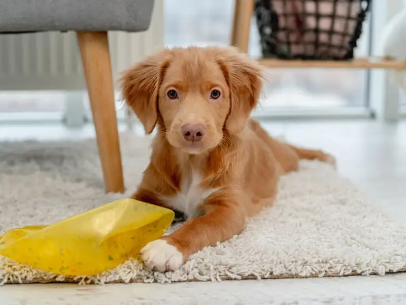 Cum eliminați rapid și ușor din casă mirosul emanat de blana animalului de companie